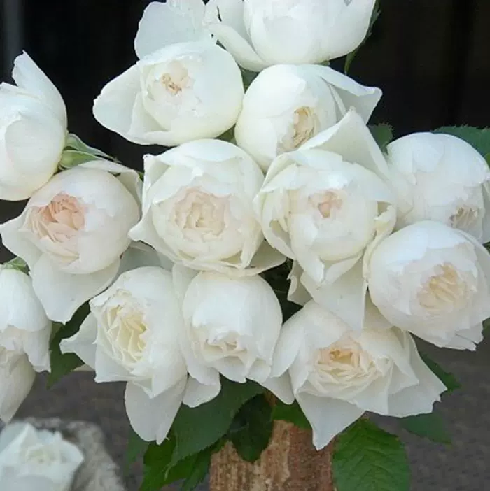 心之水滴 日月 白色勤花丰花 灌木月季美咲系列阳台室内盆栽