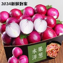 农家现挖直发红皮小洋葱5斤现挖直发红皮新鲜蔬菜圆葱头整箱包邮
