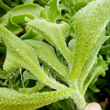 ˮ�����˷N���ļ��̨����ԭ�b�������B����ɫ�߲˷N�ݹ��S���l