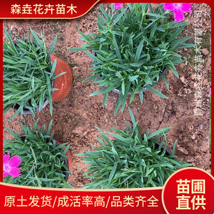 ������ľ�Wʯ�� �Wʯ��Ѩ�P��@���^�p�G�����ܚWʯ������