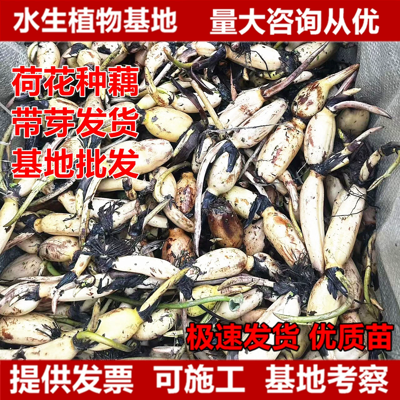 Водные растения, семена лотоса, рассада лотоса, цветы лотоса, растения, озеленение болот, рассада лотоса, основа для лотоса в чаше, прямые продажи