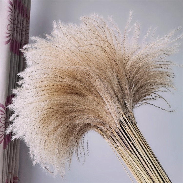 Natural Reed Flowers, Eternal Flowers, Dried Flower Bouquets, Window Decorations, Living Room Ornaments, Photography Props, Artificial Flowers, Wedding Decorations