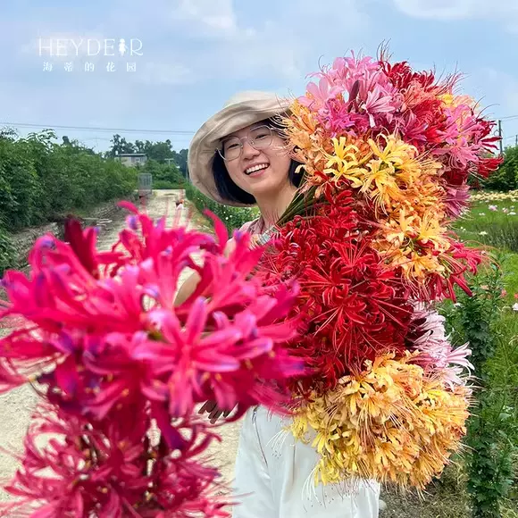 批发彼岸花种球批发石蒜种球曼珠沙华种球耐旱耐寒盆栽地栽多年生