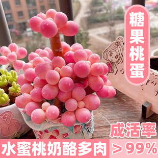Special Offer Meat Cheese Peach Korean Imported Succulent Plant Cheese Soup Dumplings New Cute Products