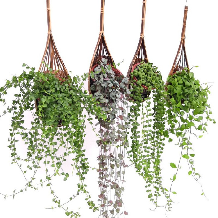 Chlorophyllum indoor hanging plant million heart string money vine love vine green ivy green hanging fleshy Chlorophyllum indoor hanging plant million heart string money vine love vine green ivy green hanging fleshy