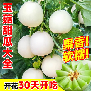 ���������ϷN����������۾G��ʯ�޽������N�������߲˷N��
