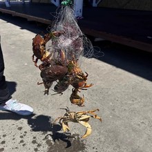 【不带铅坠】买2发3新款钓螃蟹网海用霸王捆爆炸网神器赶海防逃网