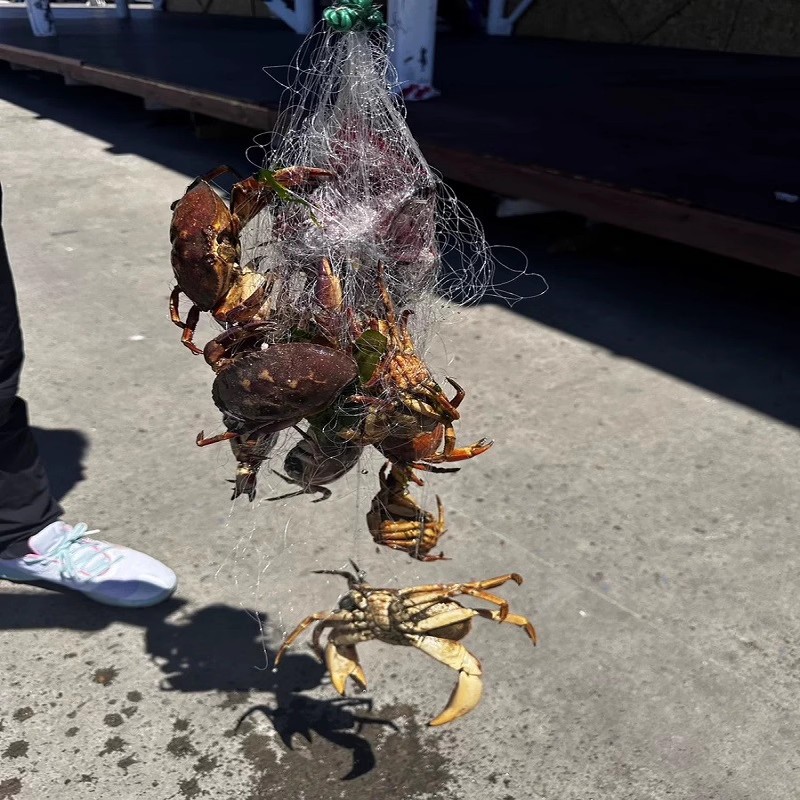 【不带铅坠】买2发3新款钓螃蟹网海用霸王捆爆炸网神器赶海防逃网