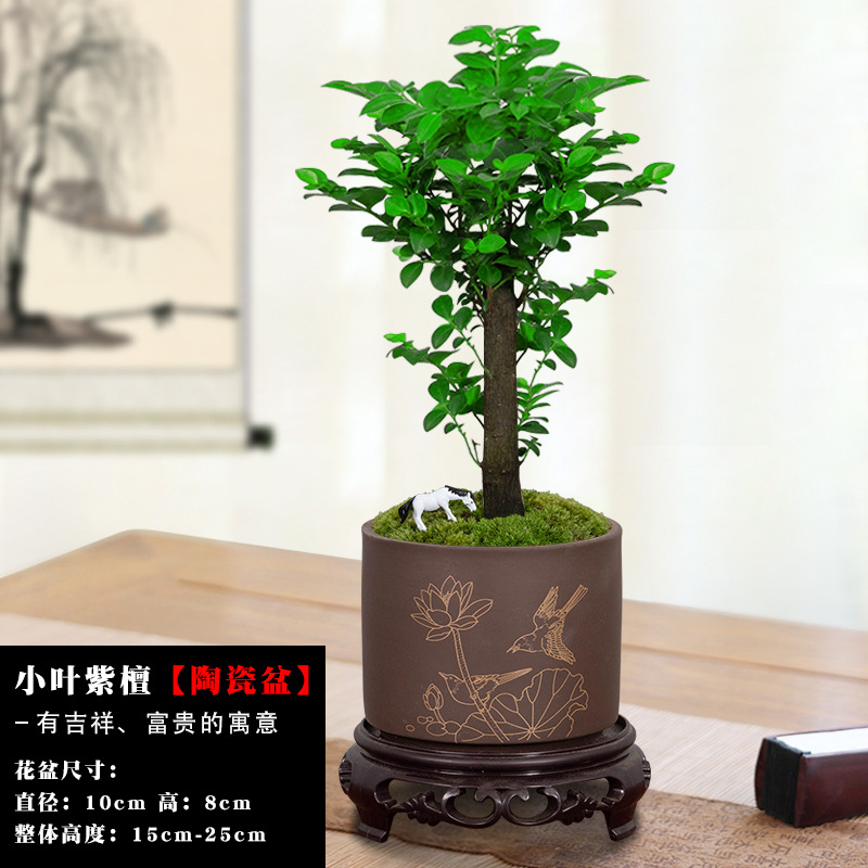 [봄바람이 자랑스럽다] 단극소홍백단+자색모래대야 1361(수중받침 포함)