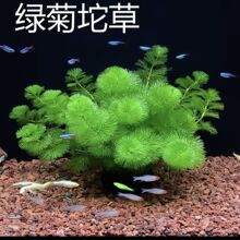 �G�����������������ˮ��һ���׶��~�~���쾰�o���ɰ����ˮ�|