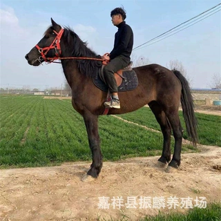 伊犁马三岁的多少钱一匹 哪有马卖 调教程度好的骑乘马出售