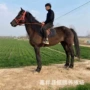 伊犁多少一匹好的马