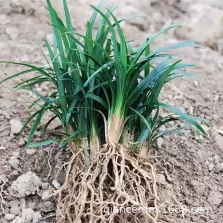 Карлик Ophiopogon и Yulongcao сообщество двор вилла проект озеленение грунтовое растение Карлик Ophiopogon и Пномпень