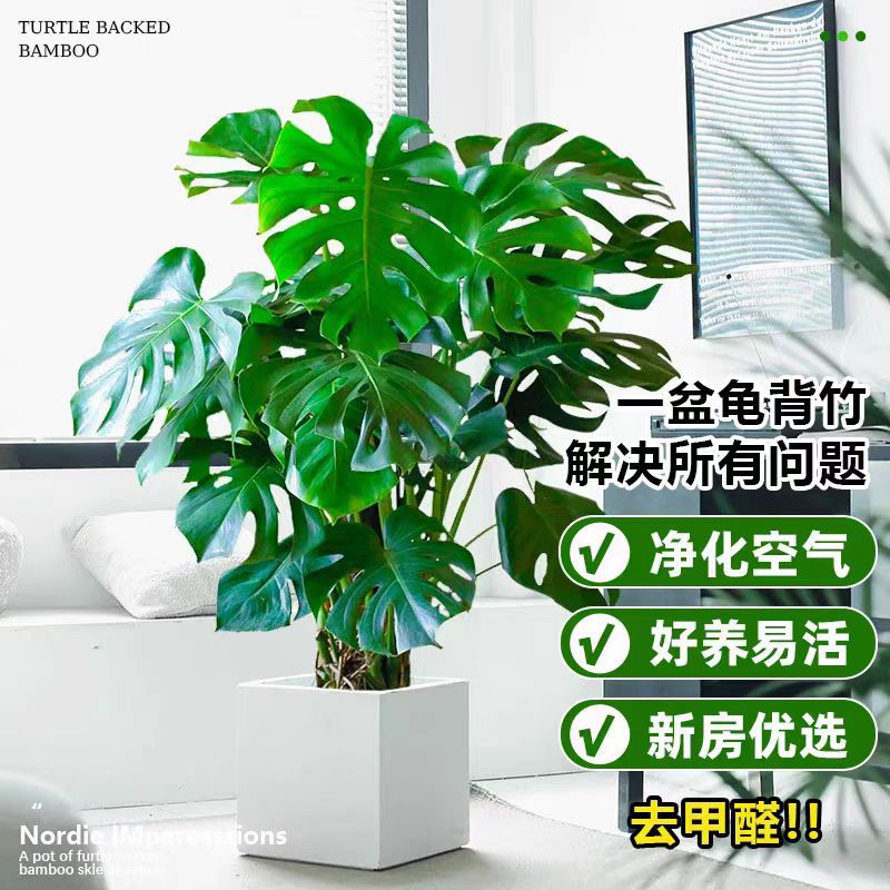 Monstera Living Room Green Plant Indoor Large Potted Plant Office Air Purifying Plant Bonsai Easy to Maintain Evergreen All Year Round
