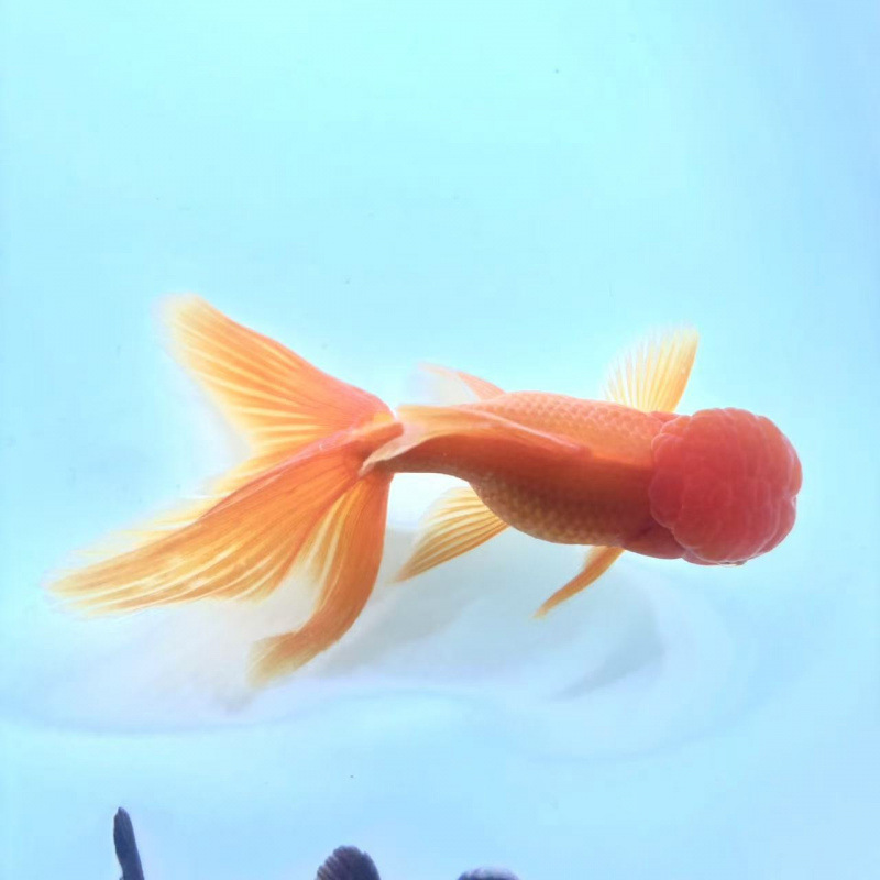 小さな金魚、活魚、観賞魚、冷水、淡水、赤魚、鯉、飼いやすい、耐久性、幸運の頭、国宝金魚|undefined