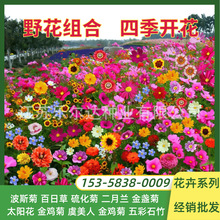 Ұ���M�ϻ��N������ͥԺ�ذ�̫ꖻ����Ѱ��ղݷN���߲ʸ�ɣ���׻�