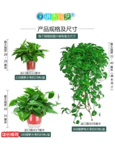 绿萝盆栽室内好养花卉植物吸除甲醛客厅新房长藤绿植绿箩水培绿植