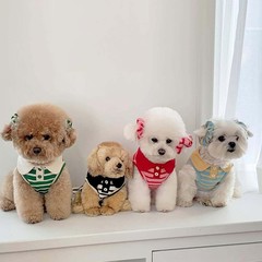 秋の薄いストライプベストシュナウザーテディビション小型犬犬服猫デボン猫服