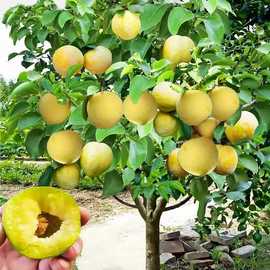 蜂糖李子树苗四川嫁接蜂蜜李子苗三华南北方种植李树苗速结果高产