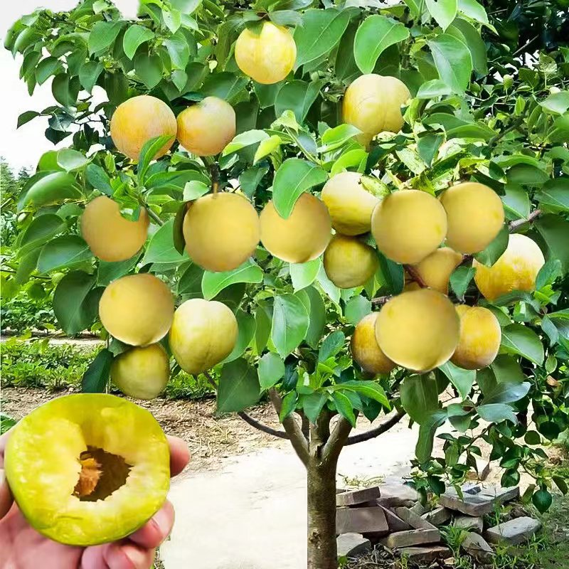 Bee-Sugar Plum Tree Saplings, Grafted Honey Plum Saplings from Sichuan, Suitable for Planting in Southern and Northern Regions, Fast-Bearing and High-Yielding Bee-Sugar Plum Tree Saplings, Grafted Honey Plum Saplings from Sichuan, Suitable for Planting in Southern and Northern Regions, Fast-Bearing and High-Yielding