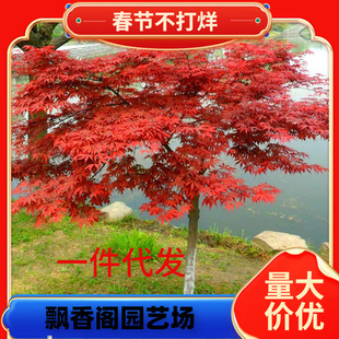 һ�����l�t�����������ļ������̨ͥԺֲ��e���L�����ͺ��ձ��t