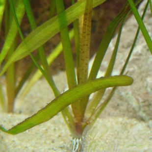 �������l�L��� ������� ֲ��@ˮ�� �L���^ˮ�� ͥԺˮ��ˮ��