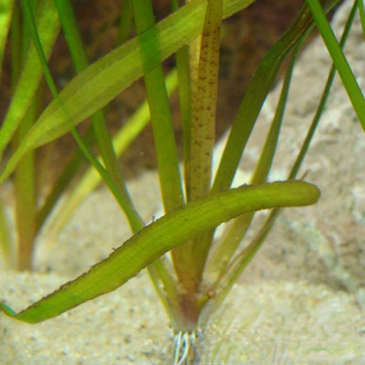 Базовая Оптовая длинная горькая трава короткая горькая трава ботанический сад водный Пейзаж Двор бассейн водная трава