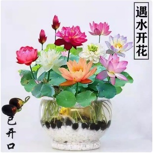 _߲ɏˮ໨ֲBɻN̨҃NӴ˯ɏNź