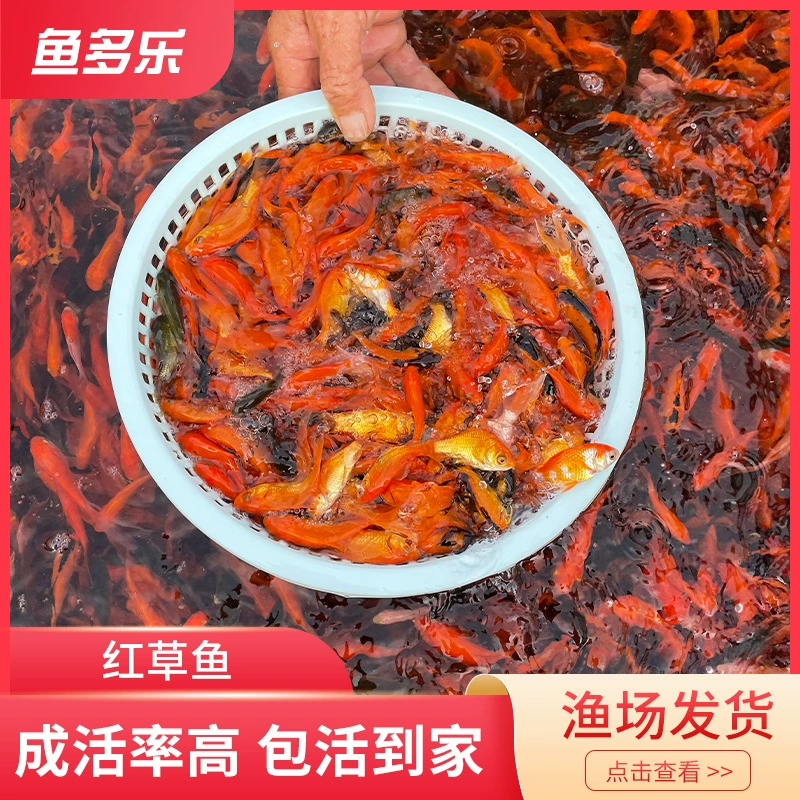 Маленькая красная трава Карп трава Золотая рыбка мальки оптом пресноводный декоративный корм для рыб маленькая золотая рыбка домашняя рыбка Сеть Красная горшковая рыба