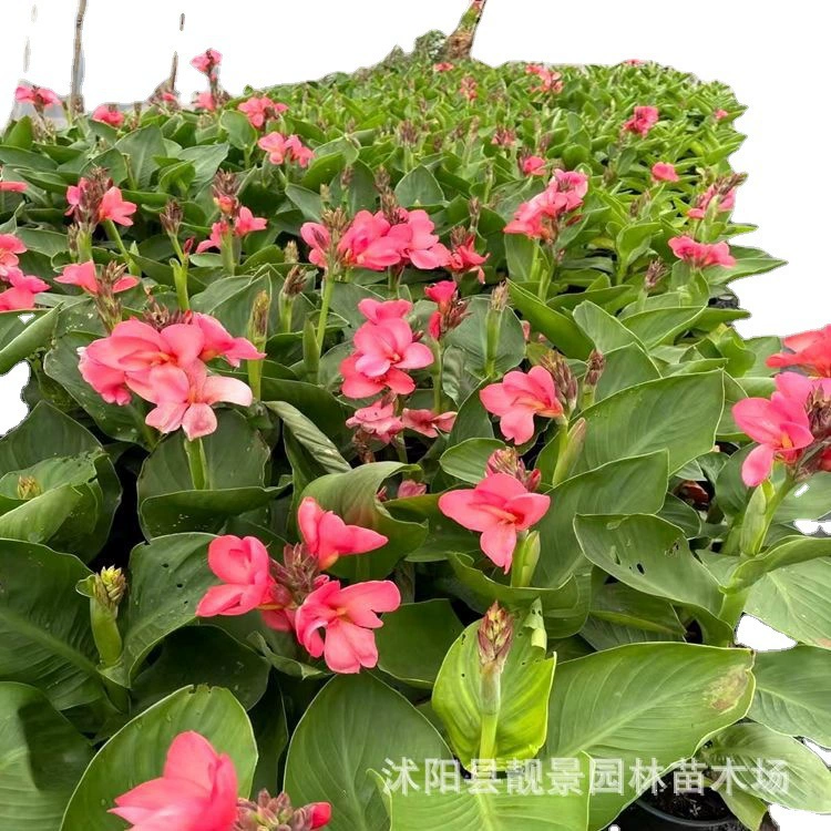 Канна цветок рассада виды корень цветок растения водные растения красный банан цветочек маленький банан сад в горшках открытый