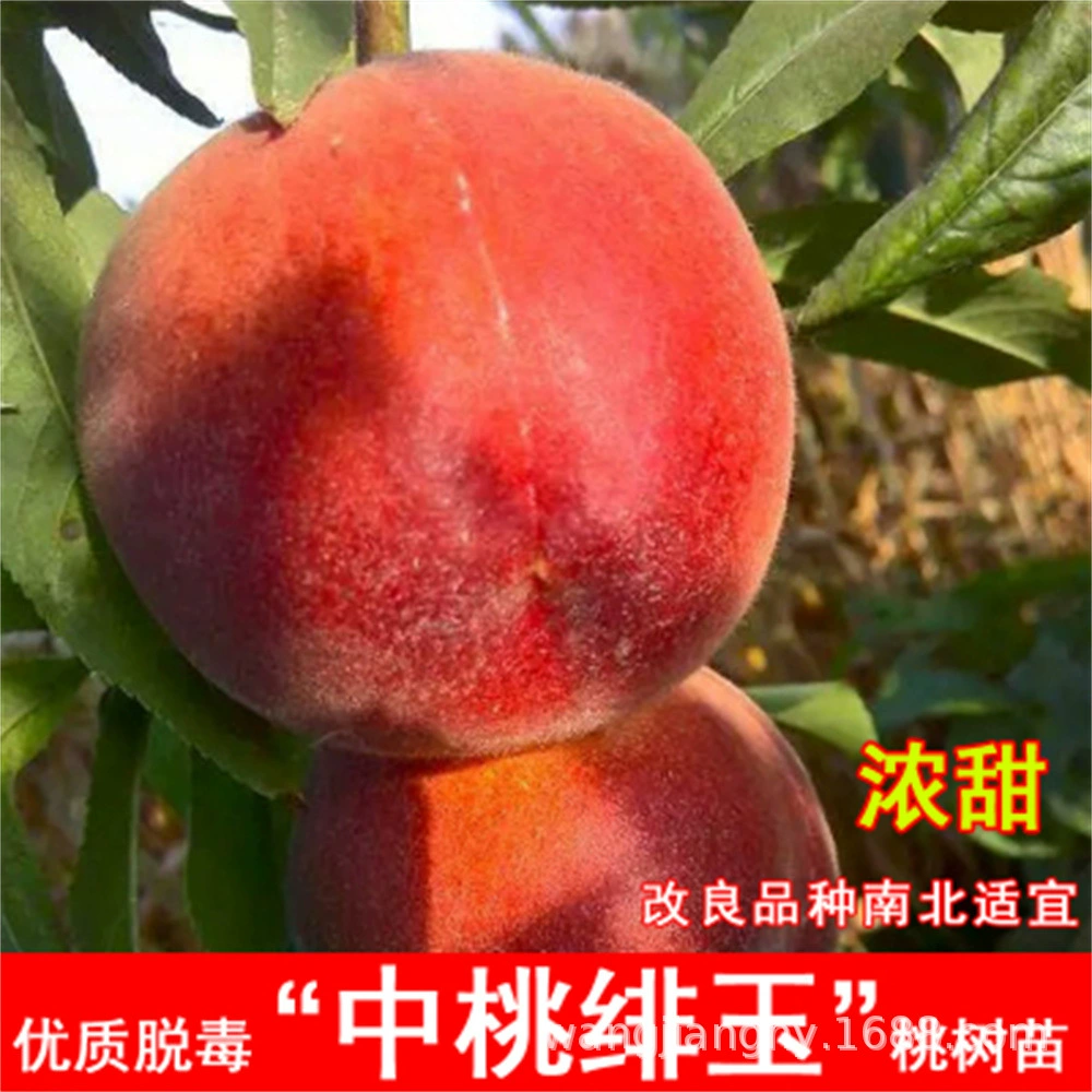 Оптовые поставки персиковых деревьев саженцев горшок Сычуань звезда персик Jiubao Yangshan воды мед № 1 персик саженцы в году результаты на севере и юге