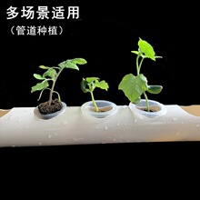 ����ˮ��ֲ��C������̿��I�B���o������Nֲ�����߲�������|�K