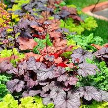 矾根耐寒植物观叶四季花苗盆栽阳台庭院花园组合草花绿植宿根花卉