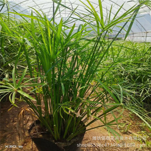 Dry Umbrella Grass, Aquatic Plants, Windmill Grass Potted Plants, Water Body Greening, Wetland Greening Plants, Base Spot