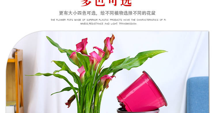 ��ɫ�����Ʒ����ҳ12