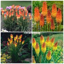 ��滨�N�ӻ������ò��ѻ�滨�e���t������ɏ�N���ļ��ɲ�