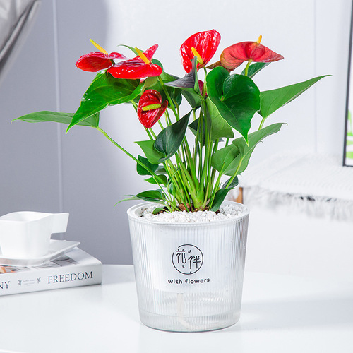 Meixuan Colored Planter Self-Watering Lazy Glass-Like Simple Durable Breathable Pothos Thick Resin Pot