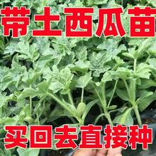 适用西瓜苗 8424嫁接西瓜苗香瓜苗子西瓜种子阳台种植大田种植送