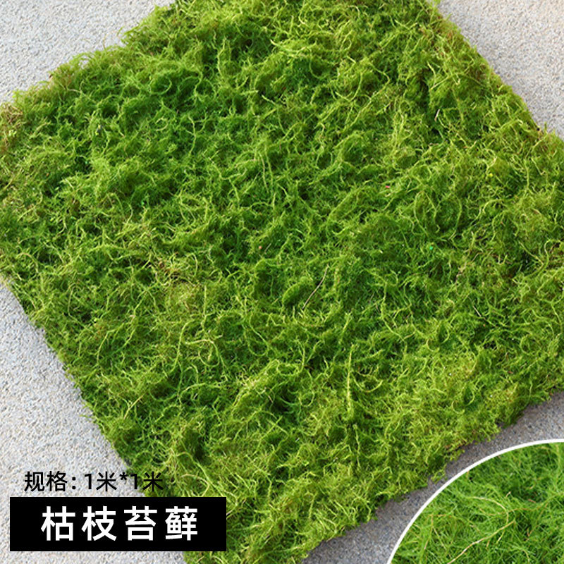 枯枝苔藓.jpg