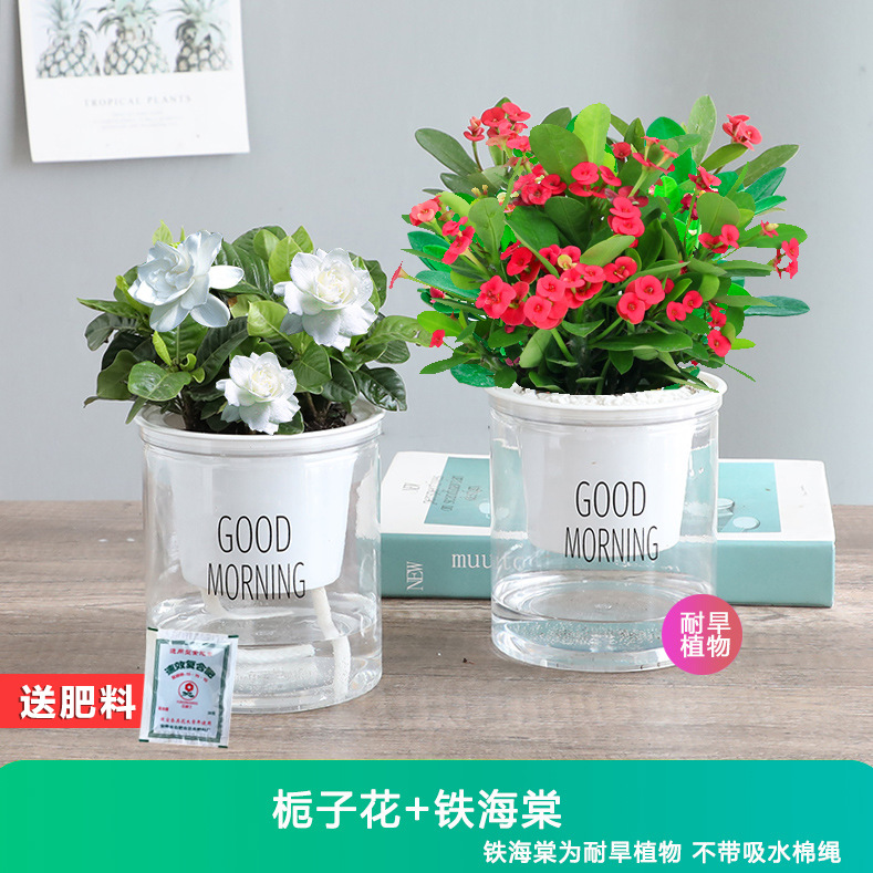 [인기 꽃] 치자나무 + 철베고니아 + 무료 비료