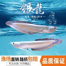 觀賞淡水魚 觀賞淡水魚批發 促銷價格 產地貨源 阿里巴巴