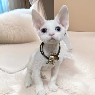 ���ľ�ë؈С؈�����Lë��u��؈���w��Ѫ����؈���{�����Ɓ����w