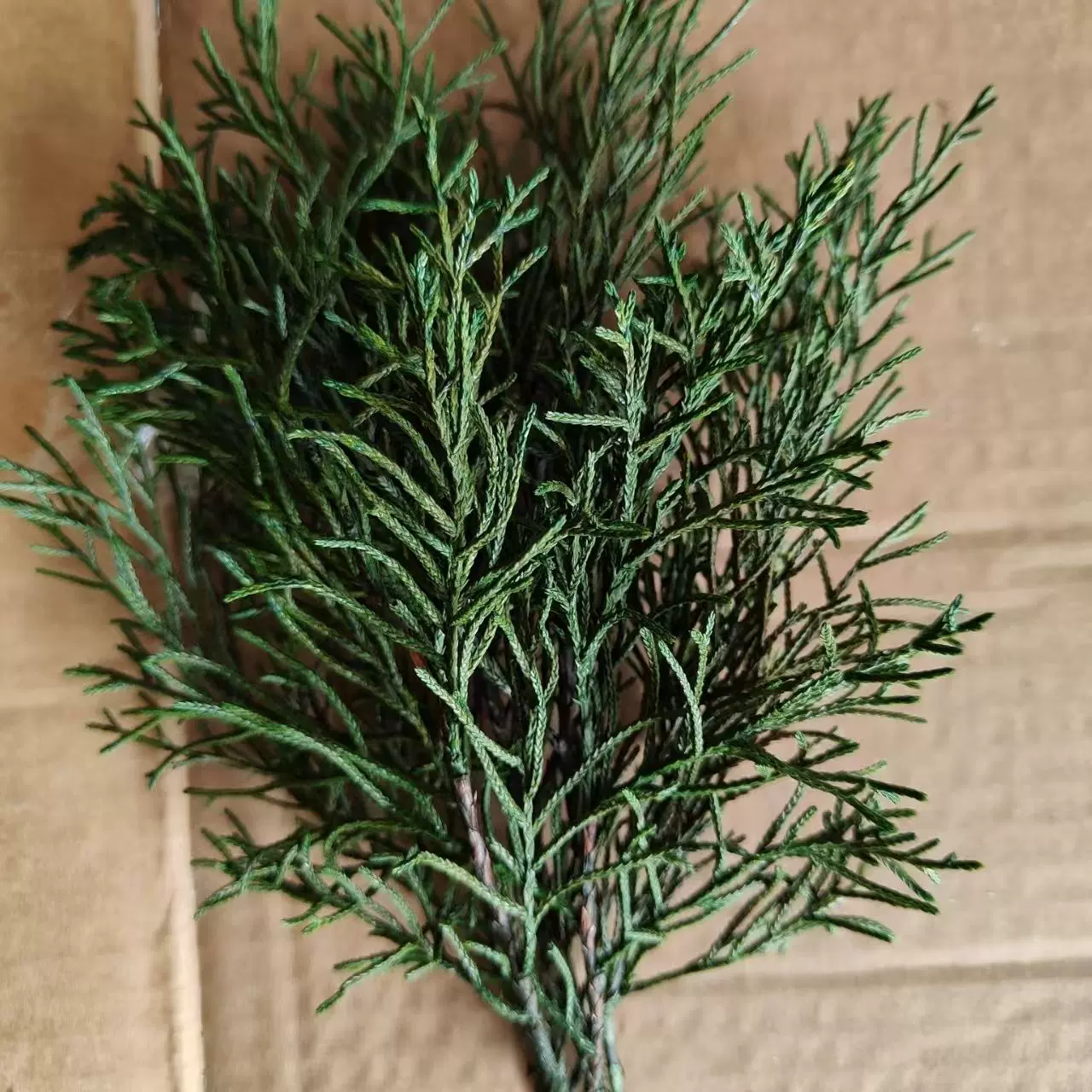 永生千层金松柏尤加利叶干花叶子树枝配材花束蒲团装饰植物摆件花