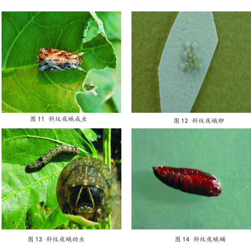 19 斜纹夜蛾拷贝.jpg