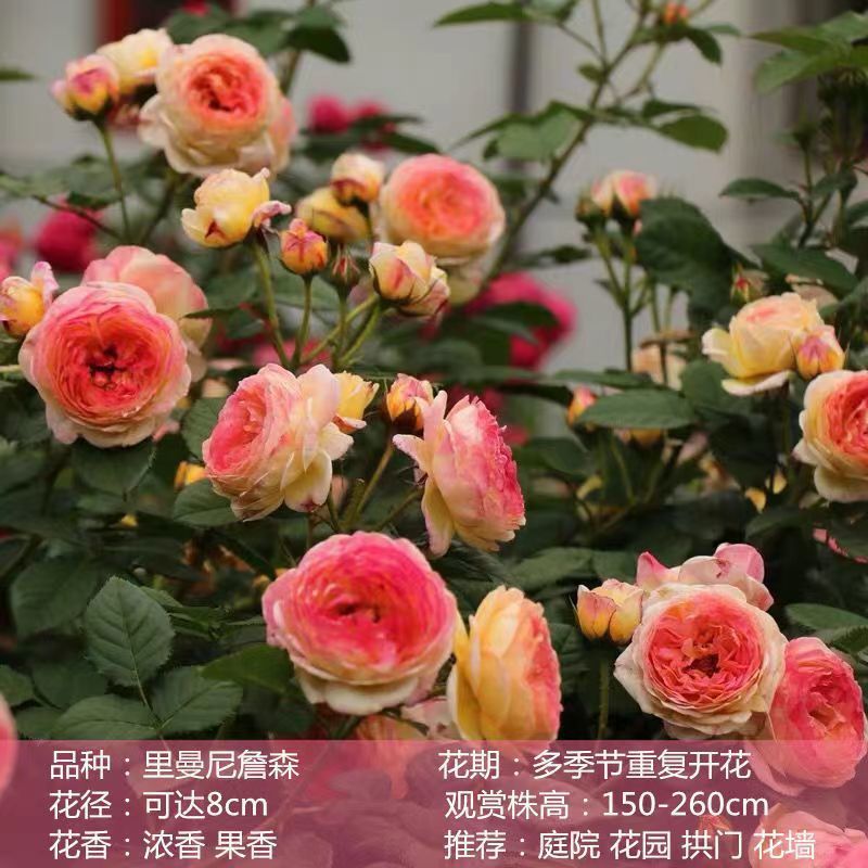 Flores de gran pila de rosas de rosa de temporada vieja, plantas de patio fragrantes, flores de balcón, flores de flores de rosa de rosa en todas las estaciones image 18
