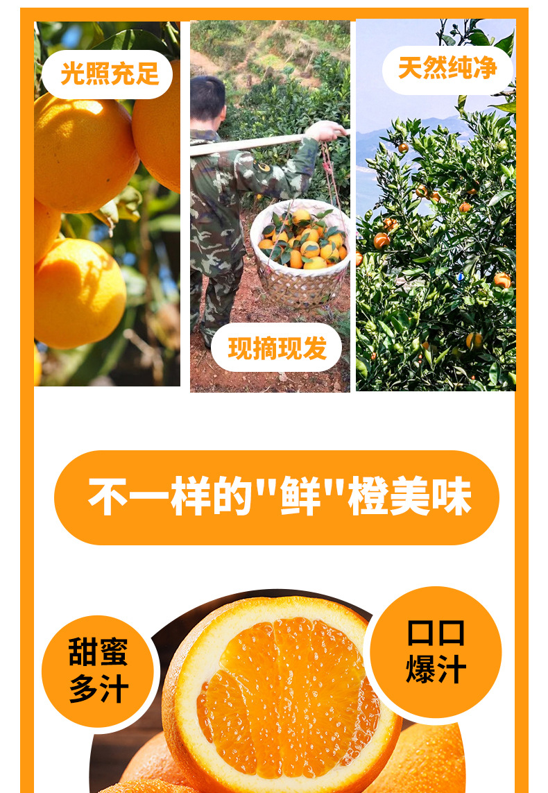 赣南脐橙_03