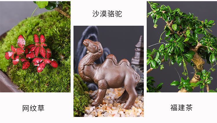 详情图