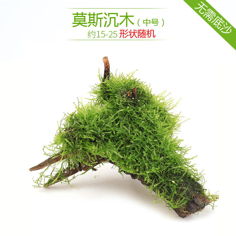水槽造園パッケージ、水ヤシ、沈木、本物の水、淡水、無土壌植物、酸素化、低パール|undefined