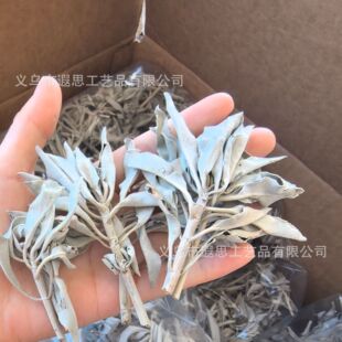 �����M�ڼ��ݰ���β���~֦�~�~�Ӄ������gɢ�b���~��޹white Sage