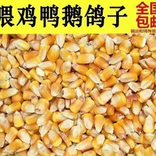 干玉米批发100斤养殖玉米散装玉米粒喂鸡鸭鹅猪鸽子钓鱼打窝包邮
